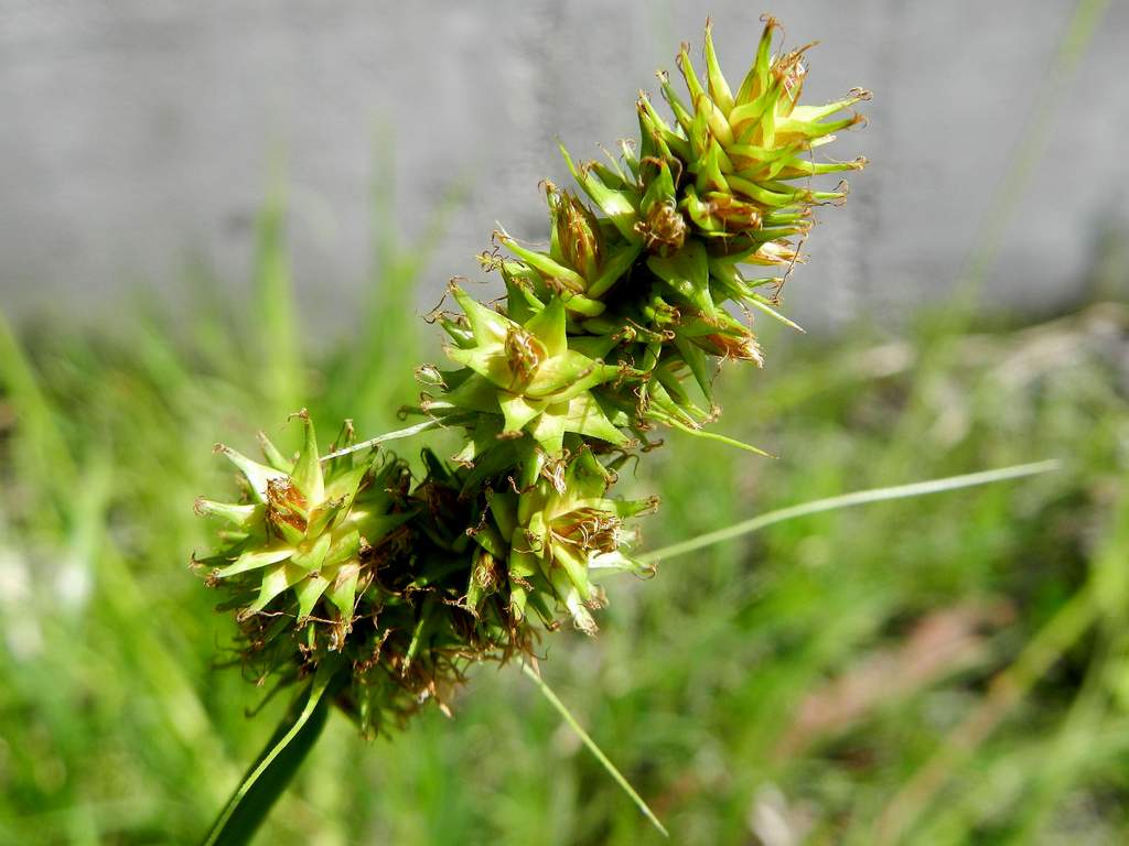 Carex cuprina